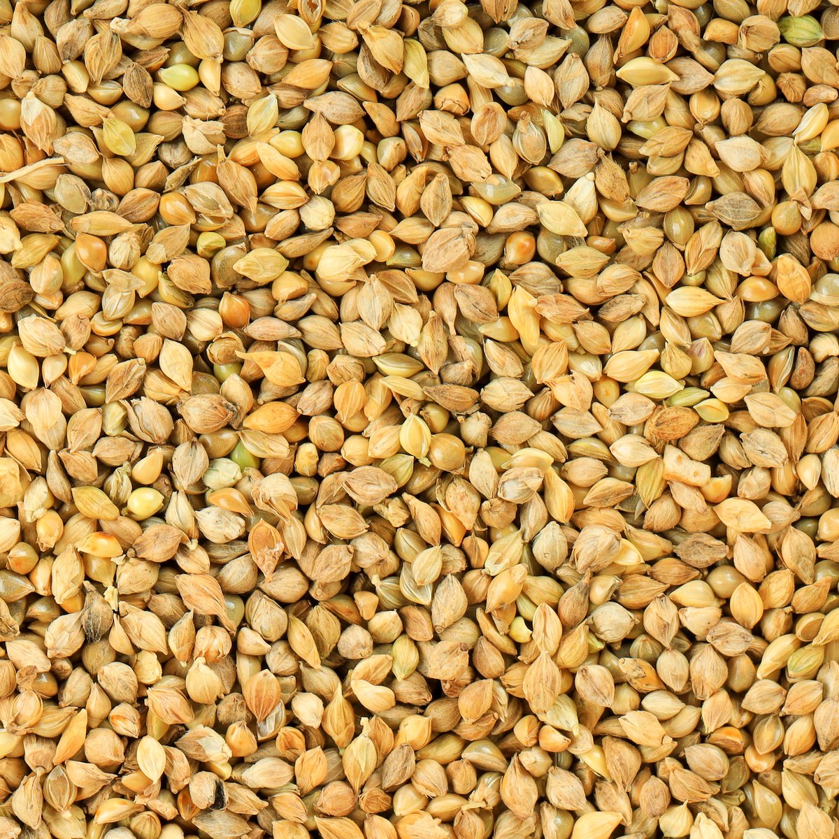 Barley