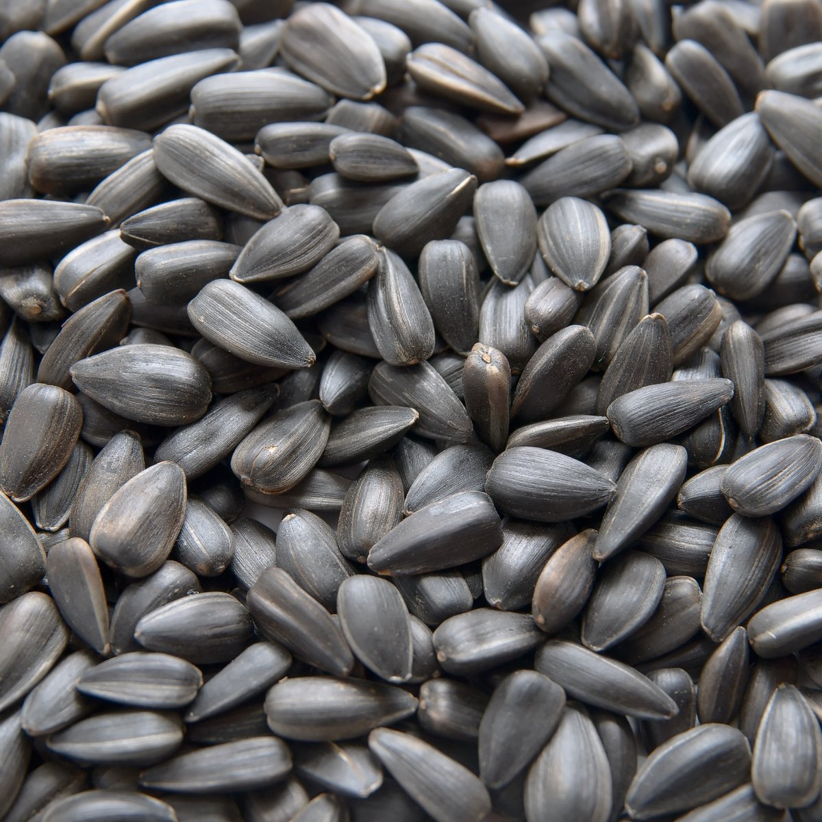 Black Sunflower Seeds