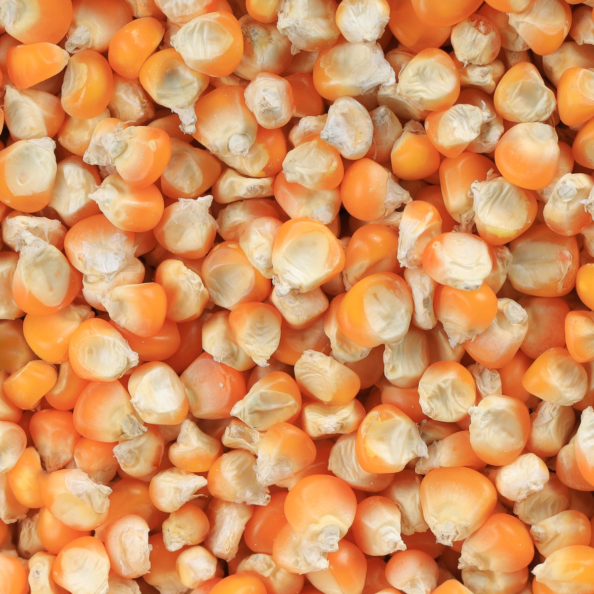 Desi Maize