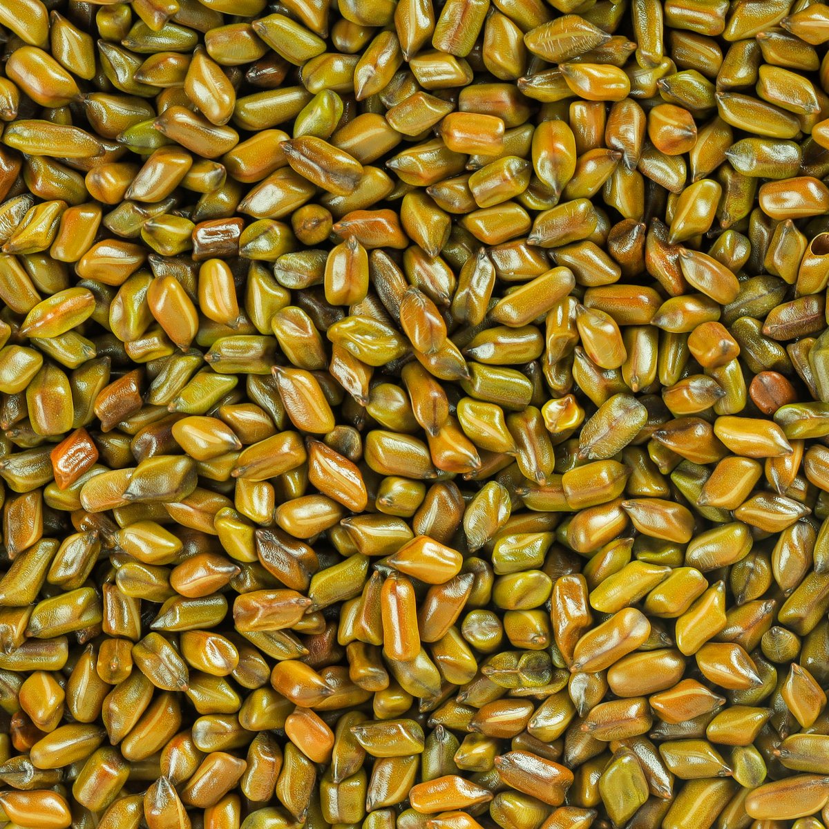 Regular Cassia Torea Seeds