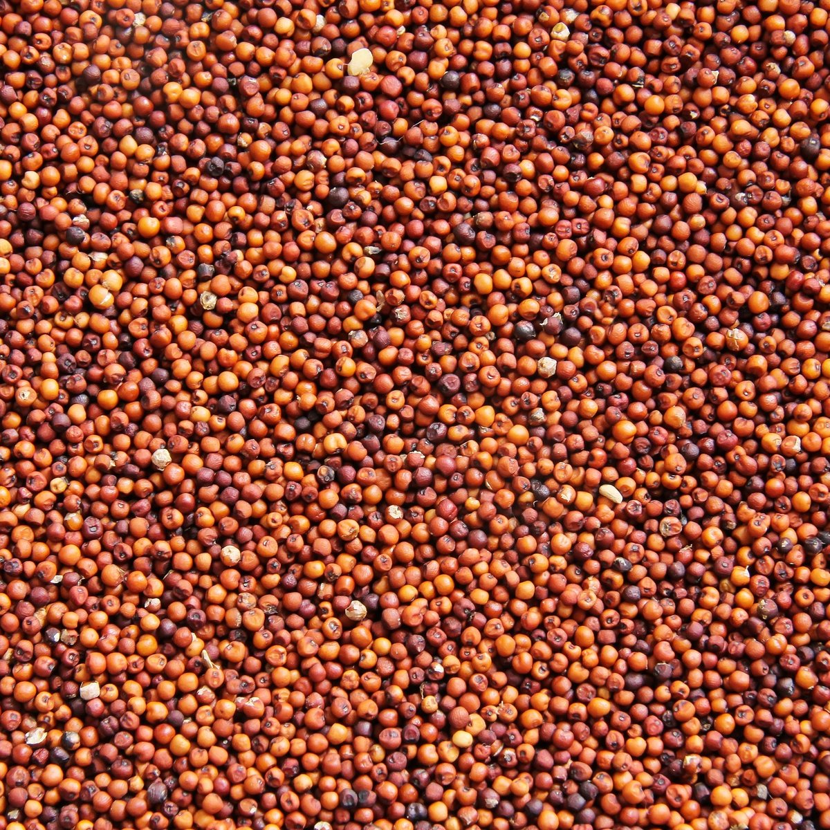 Finger Millet