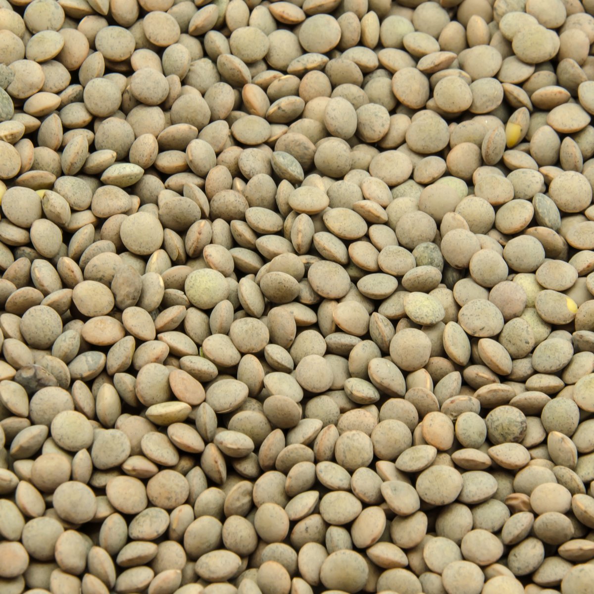 Green Lentils