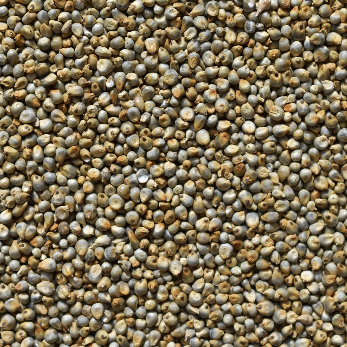 Grey Millet