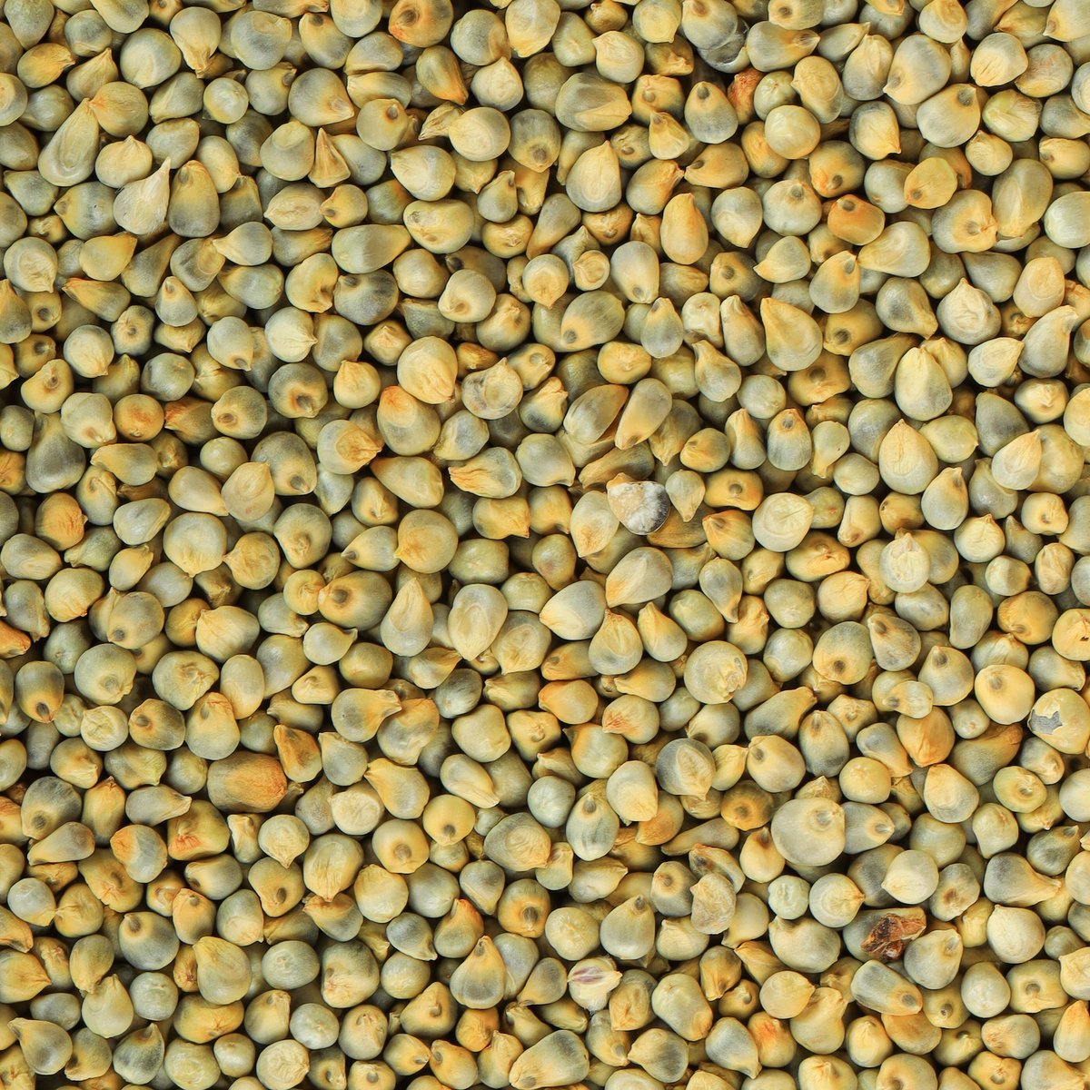 Green Millet