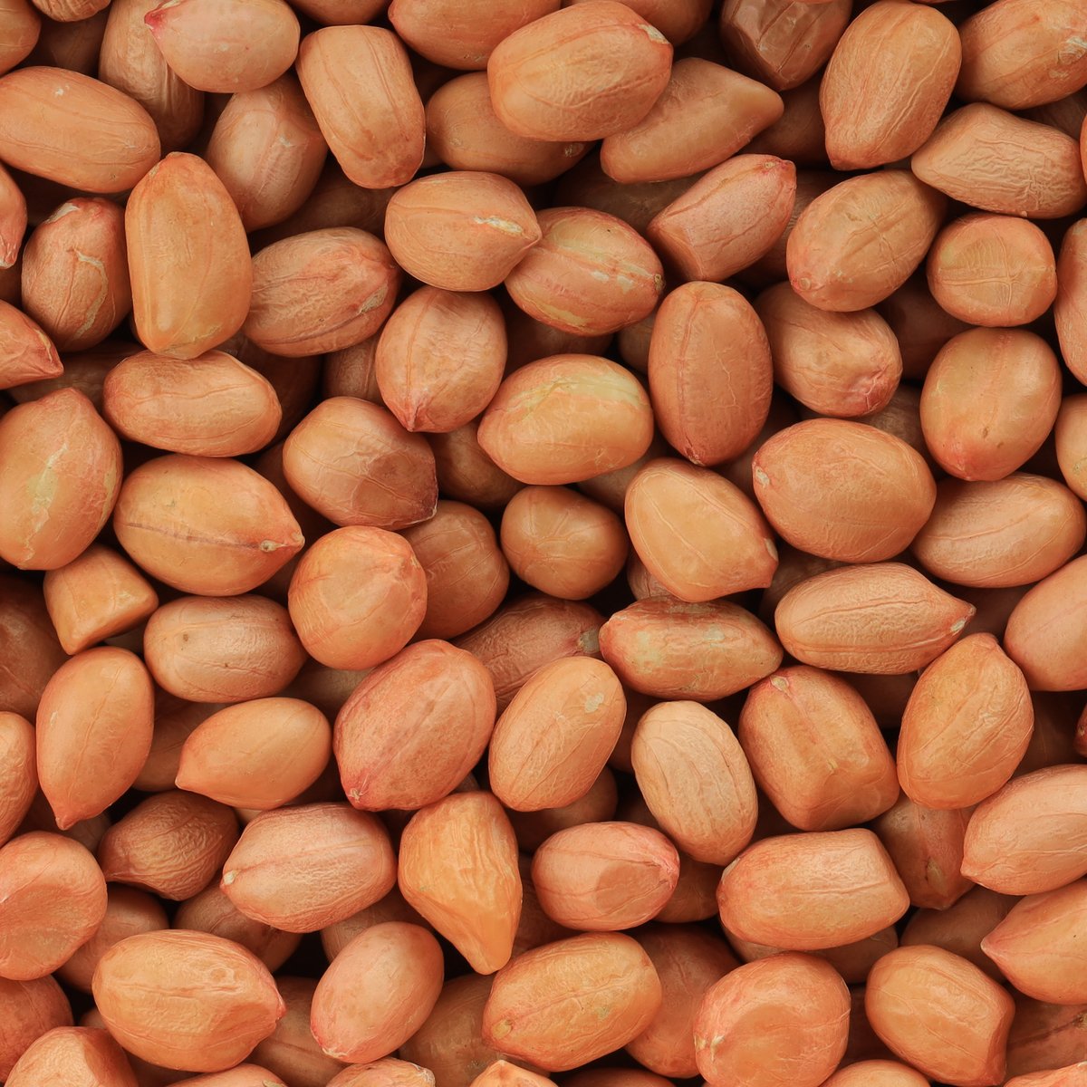 Java Peanut