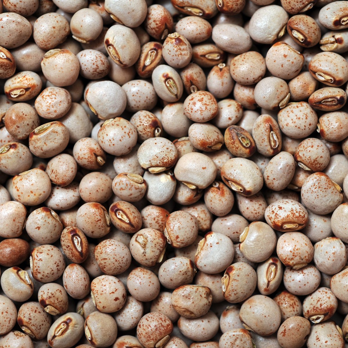 Pigeon Peas