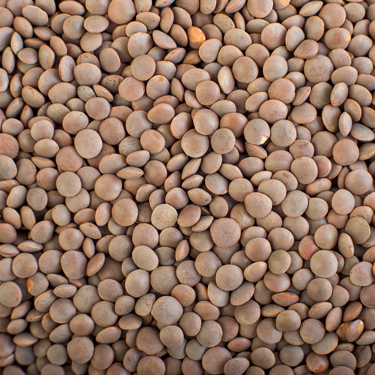 Red Lentils