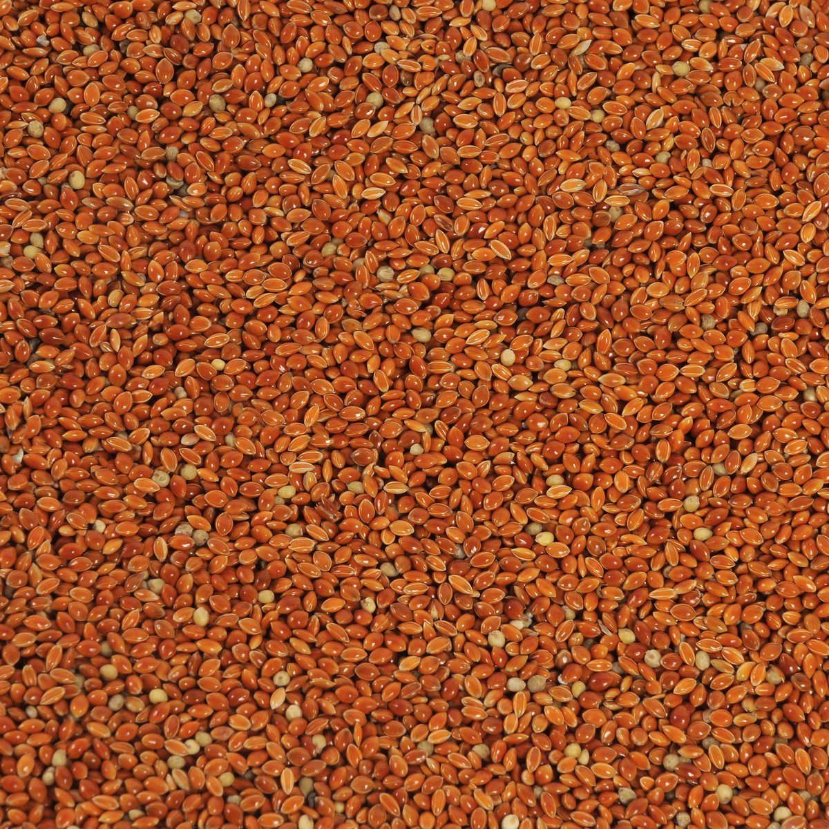 Red Millet