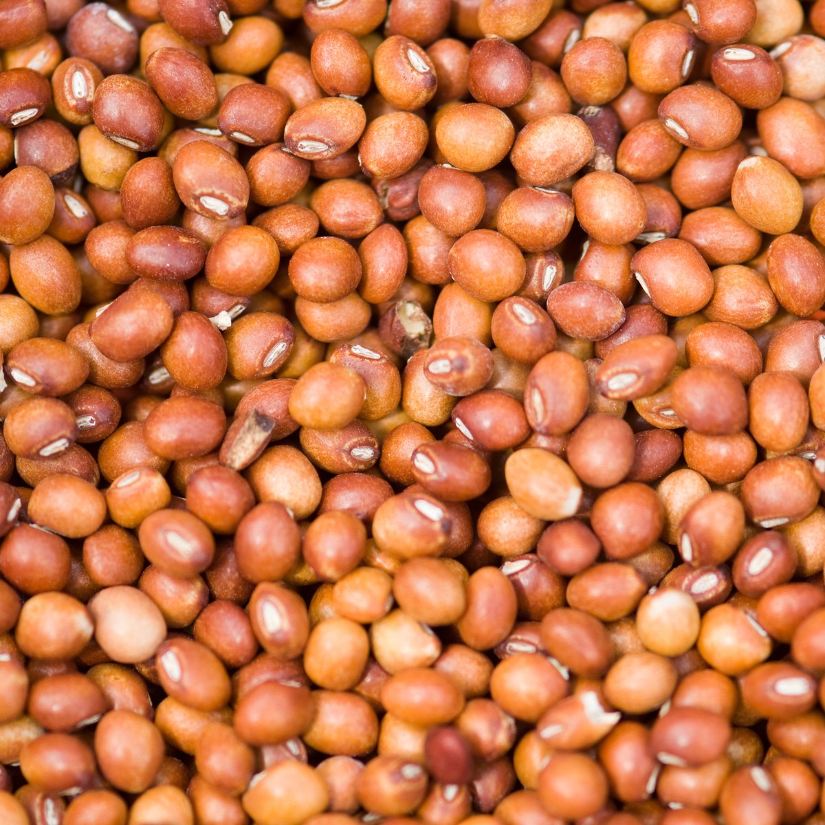 Red Pigeon Peas