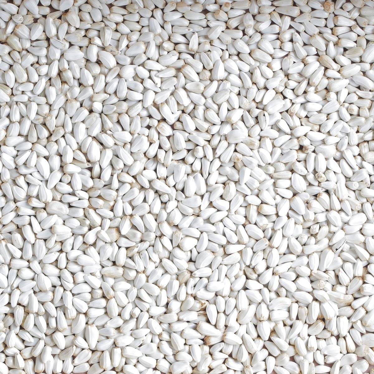 Safflower Seeds