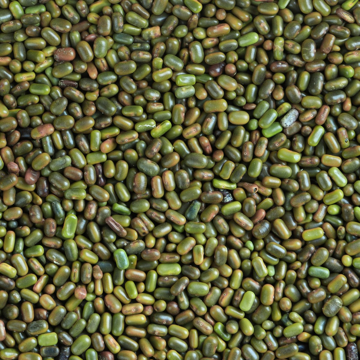 Sesbania Seeds