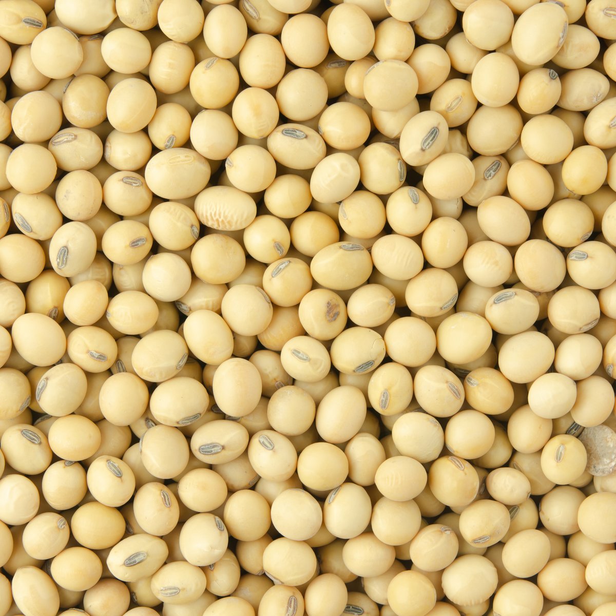 Soybean Seeds
