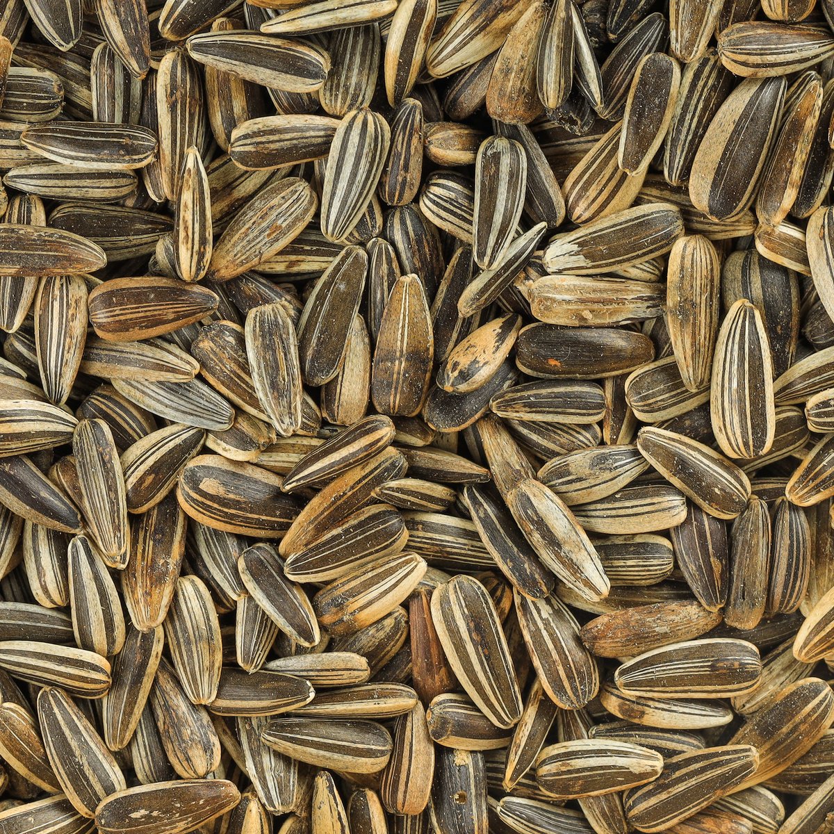 Striped Sunflower Seeds
