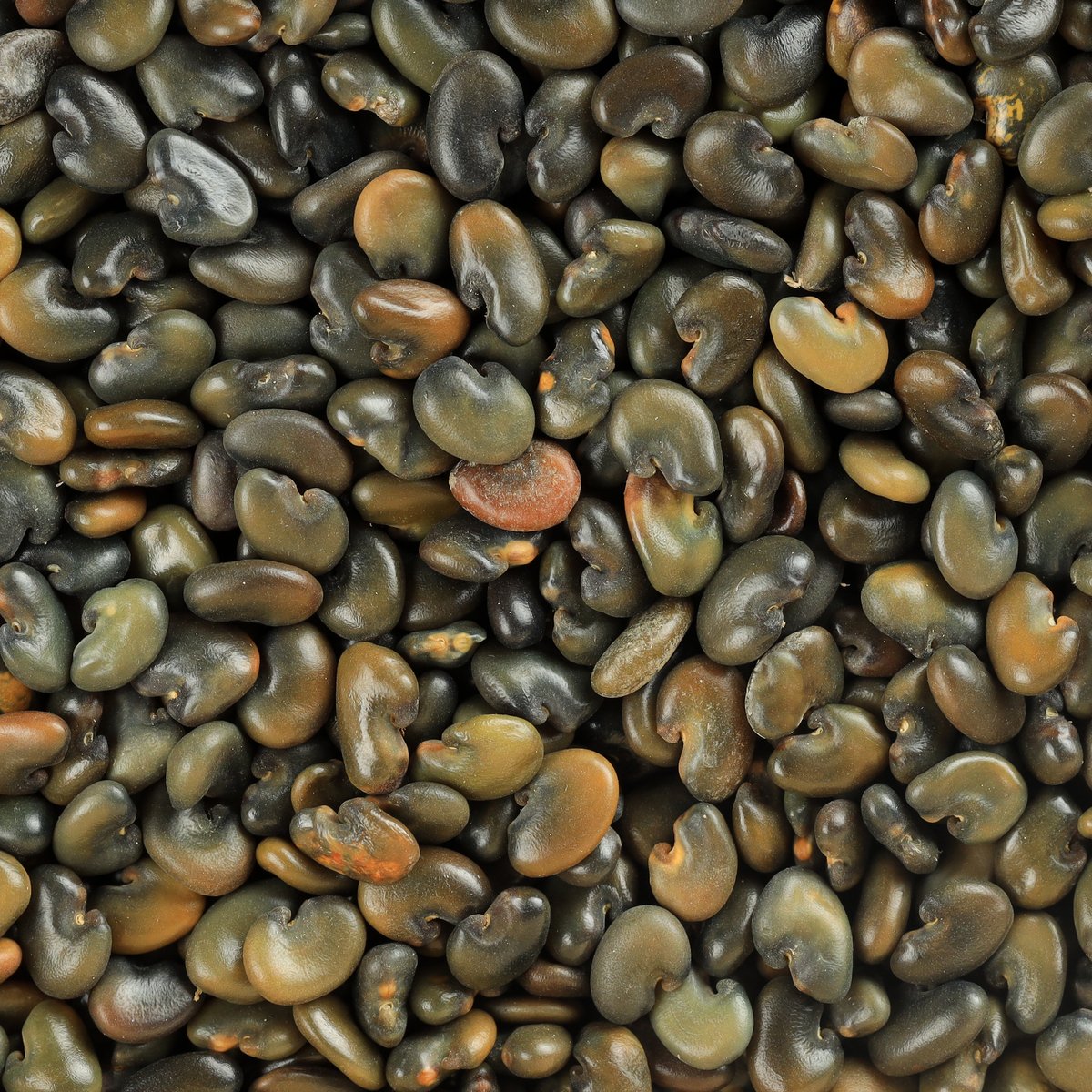 Sunhemp Seeds