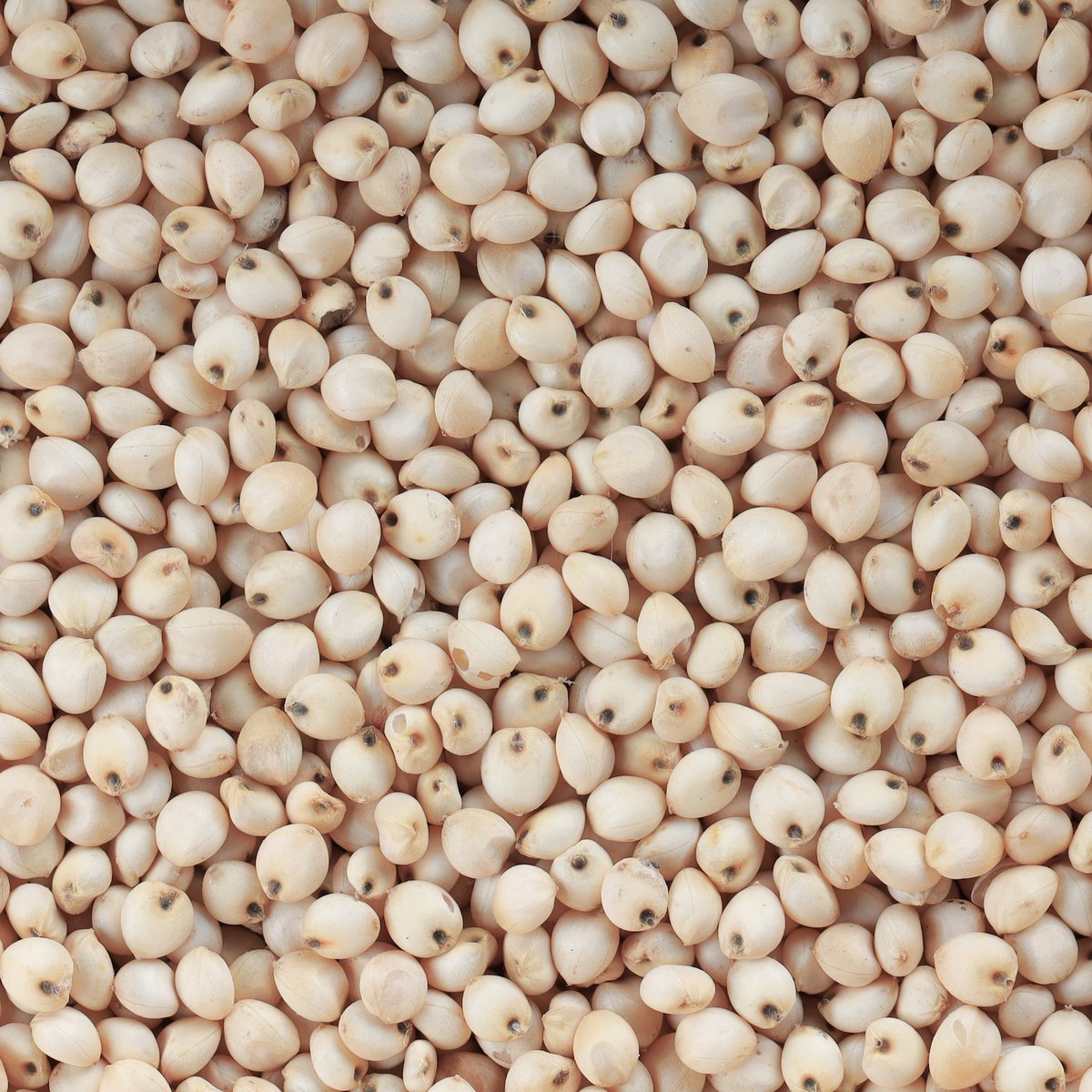 White Sorghum