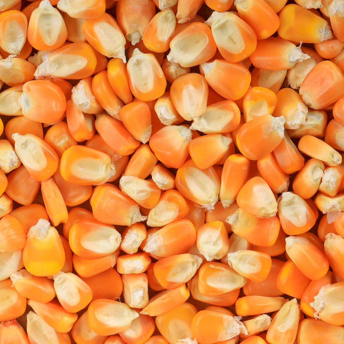 Yellow Maize