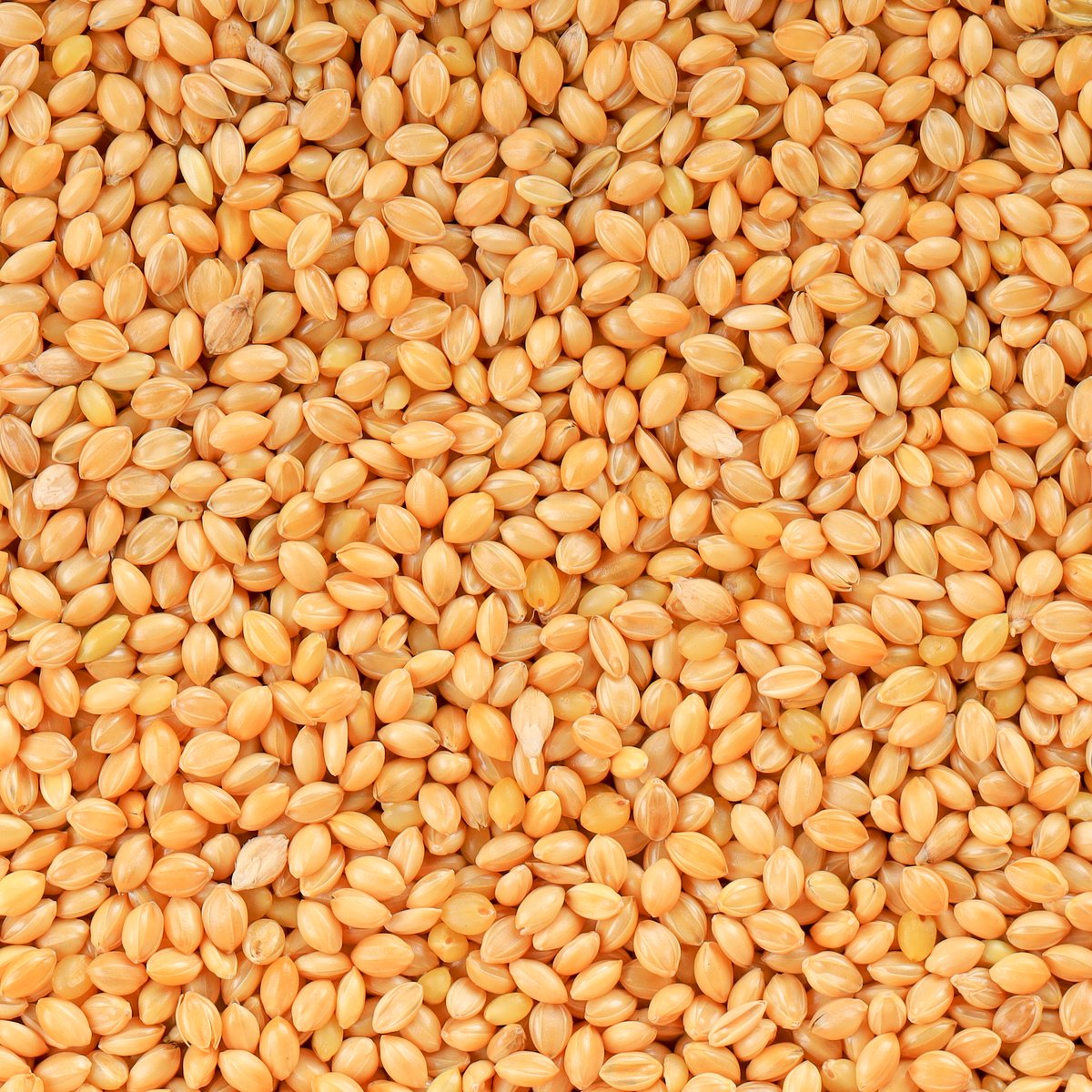Yellow Millet