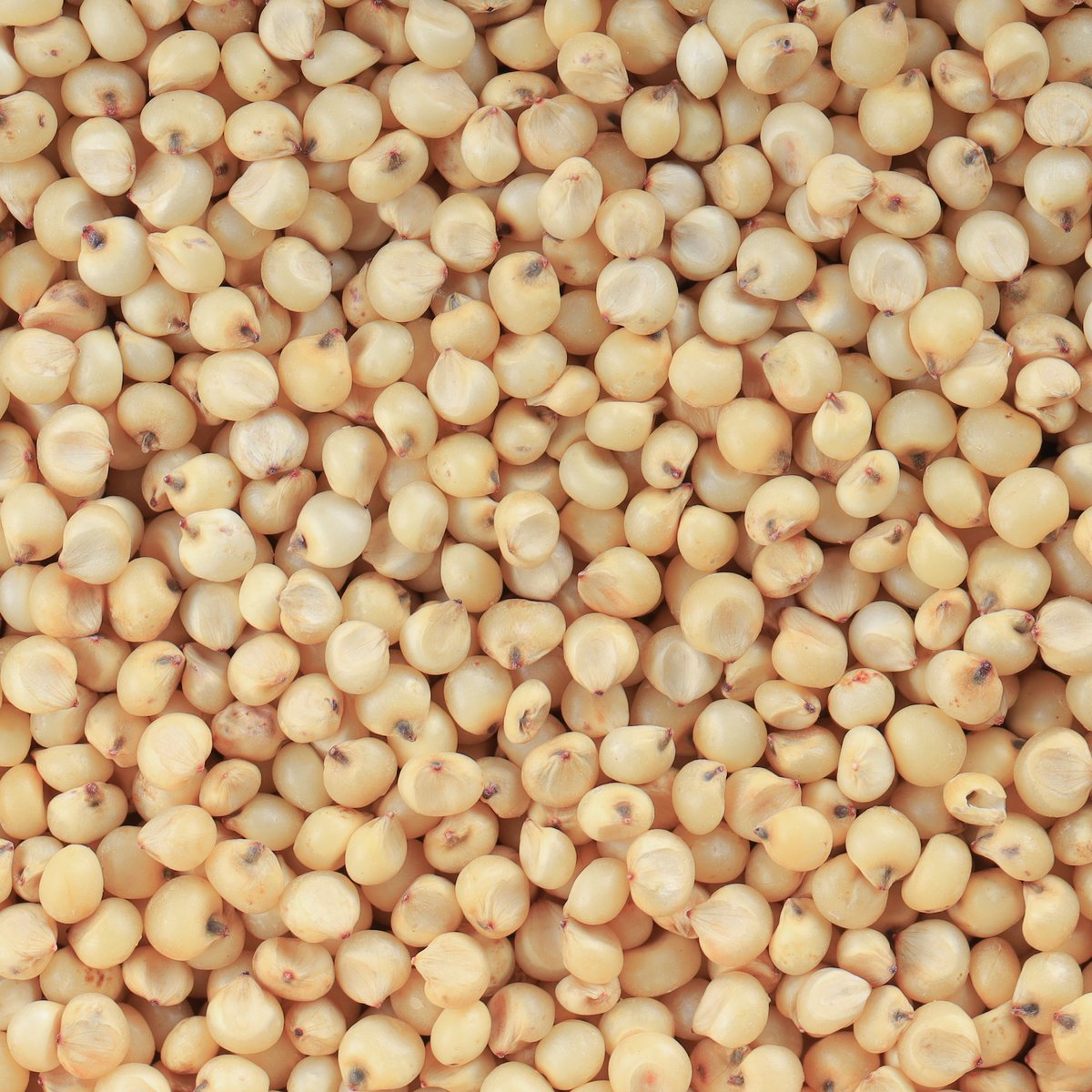 Yellow Sorghum